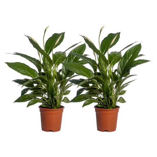 Spathiphyllum Vivaldi - 2 stuks - Ø17cm - ?70cm