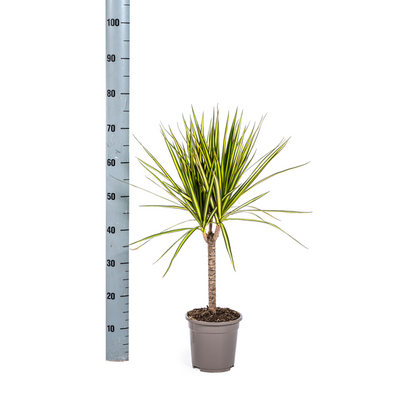 Dracaena Marginata Sunray Ø17cm - ↕70-80cm