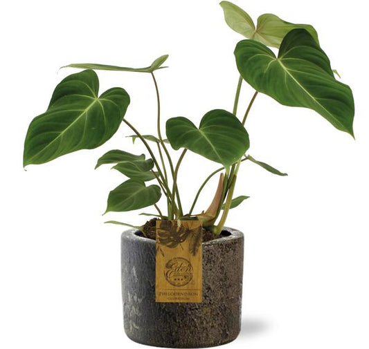 Philodendron Gloriosum - Ø15cm - ?40cm + Maas Pot D16x14cm - Bruin