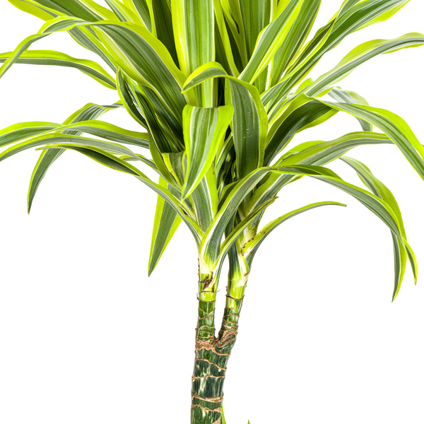 Dracaena Deremensis Lemon Lime Ø21cm - ?100cm