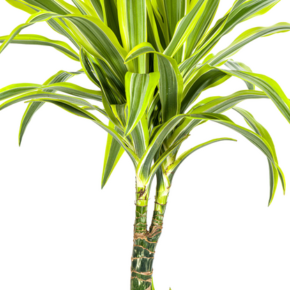 Dracaena Deremensis Lemon Lime Ø21cm - ?100cm