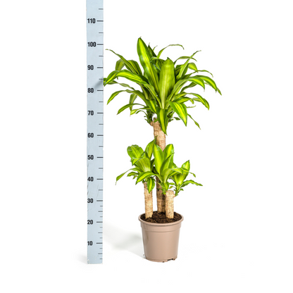 Dracaena Fragrans Massangeana Ø21cm - ?100cm