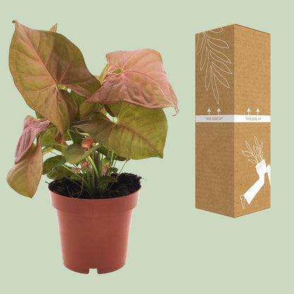 Syngonium Neon - Ø12cm - ?25cm