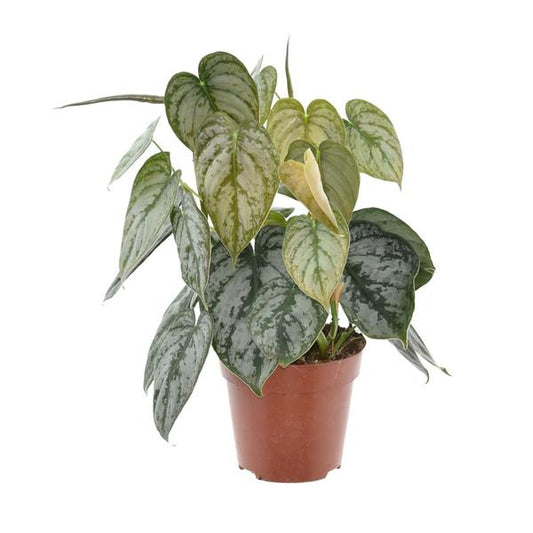 Philodendron Brandtianum - Ø12cm - ?35cm