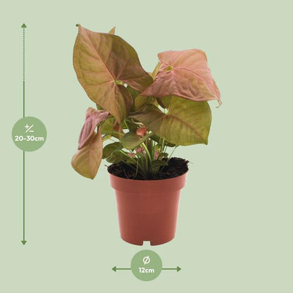 Syngonium Neon - Ø12cm - ?25cm