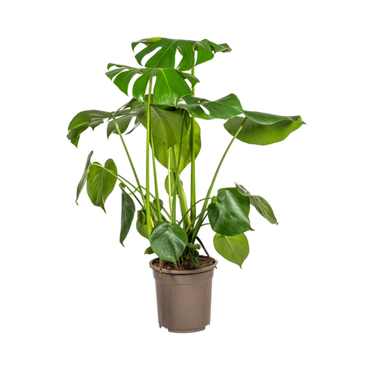 Monstera Deliciosa Tauerii Ø21cm - ?80cm