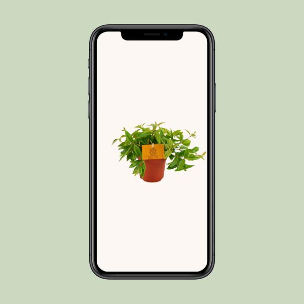 Peperomia Ang. Rocca Vivace - Ø11cm - ?15cm