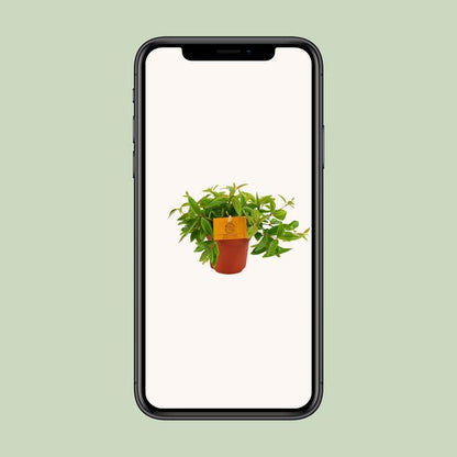 Peperomia Ang. Rocca Vivace - Ø11cm - ?15cm