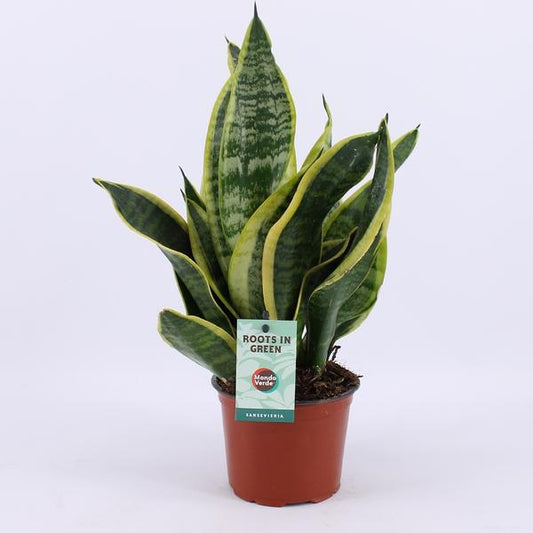 Sansevieria Futura Superba - Ø12cm - ?35cm