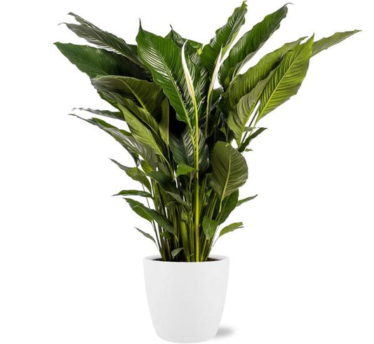 Spathiphyllum Sweet Sebastiano - Ø24cm - ?110cm + Pot Brussels D25x23cm - Wit