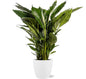Spathiphyllum Sweet Sebastiano - Ø24cm - ?110cm + Pot Brussels D25x23cm - Wit