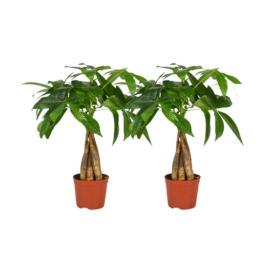 Pachira Aquatica Gevlochten Stam - 2 stuks - Ø12cm - ?35cm
