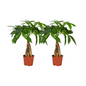 Pachira Aquatica Gevlochten Stam - 2 stuks - Ø12cm - ?35cm
