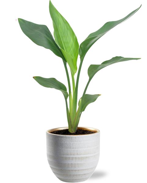 Strelitzia Reginea - Ø12cm - ?40cm + Beau Pot D14x13cm - Wit