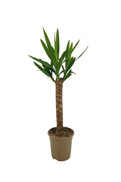 Yucca Elephantipes Ø17cm - ↕70-80cm