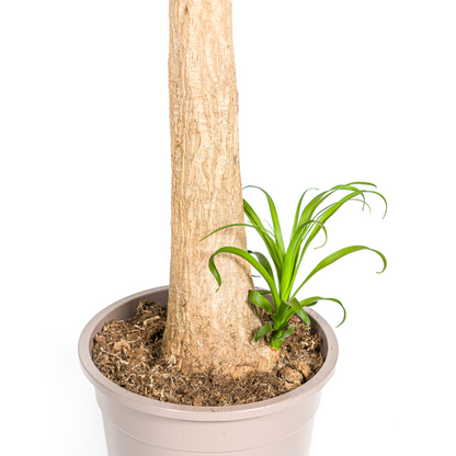 Beaucarnea Recurvata Stam Ø27cm - ?120cm