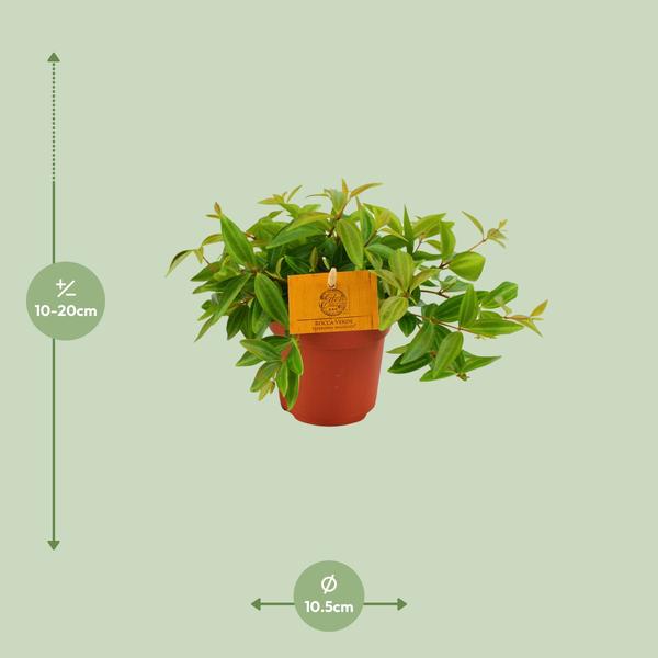 Peperomia Ang. Rocca Vivace - Ø11cm - ?15cm