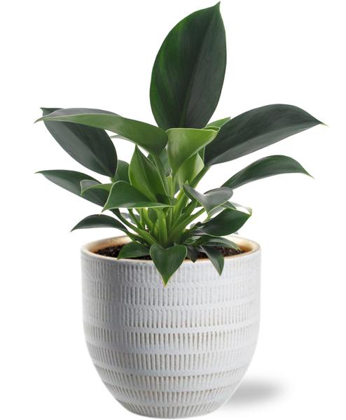 Philodendron Green Princess - Ø12cm - ?25cm +  Beau Pot D14x13cm - Wit