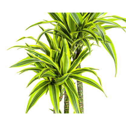 Dracaena Deremensis Lemon Lime Ø27cm - ?180cm