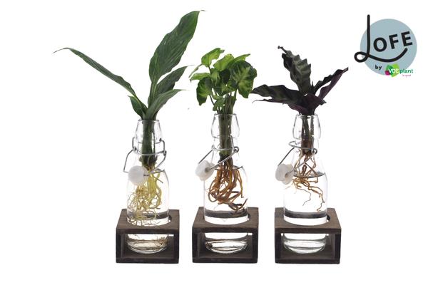 Intenz Mix in Ann Glas (witte dop) + Naturel Single - 3 stuks - Ø7cm - ?25cm