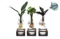 Intenz Mix in Ann Glas (witte dop) + Naturel Single - 3 stuks - Ø7cm - ?25cm