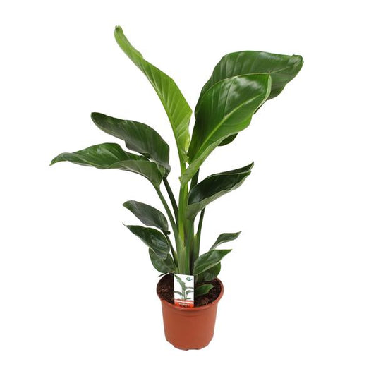 Strelitzia Nicolai 17 Cm - Ø17cm - ?70cm