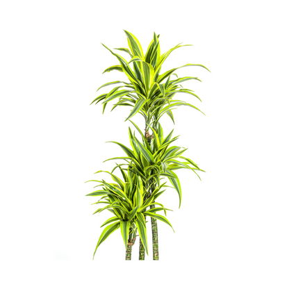 Dracaena Deremensis Lemon Lime Ø27cm - ?180cm