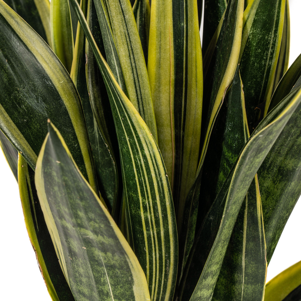 Sansevieria Trifasciata Canary Ø17cm - ↕50-55cm