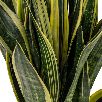 Sansevieria Trifasciata Canary Ø17cm - ↕50-55cm