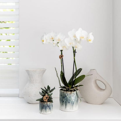 Kolibri Orchids | witte Phalaenopsis orchidee – Amabilis + Sky pot – potmaat Ø9cm – 40cm hoog | bloeiende kamerplant in bloempot - vers van de kweker