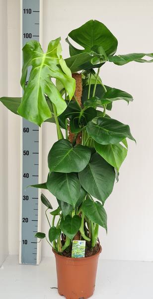 Monstera Mosstok - Ø19cm - ?80cm