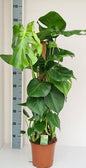 Monstera Mosstok - Ø19cm - ?80cm
