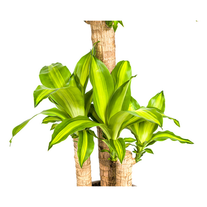Dracaena Fragrans Massangeana Ø21cm - ?100cm