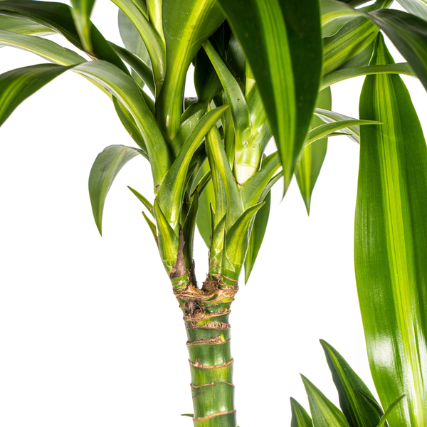 Dracaena Deremensis Hawaiian Sunshine Ø24cm - ?140cm