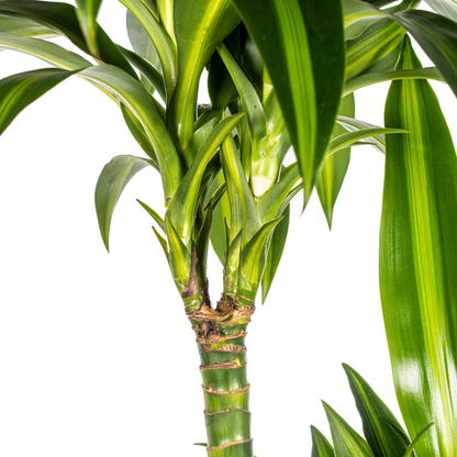 Dracaena Deremensis Hawaiian Sunshine Ø24cm - ?140cm