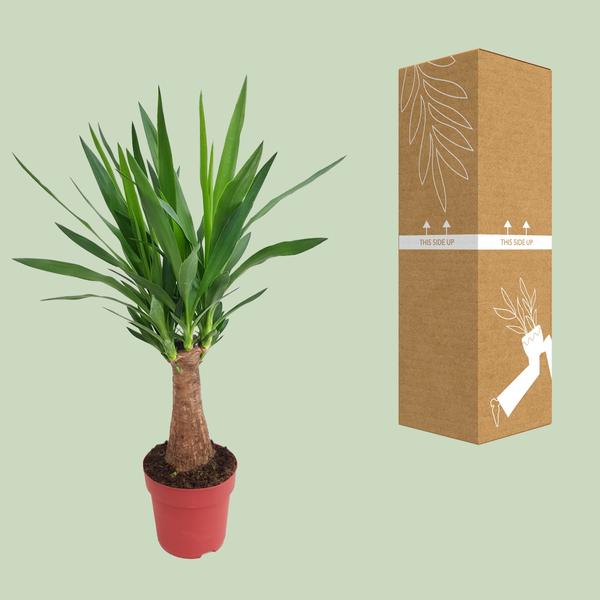 Yucca "Maya Tree" 30stam P19 - Ø19cm - ?80cm