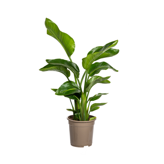 Strelitzia Nicolai Ø21cm - ?