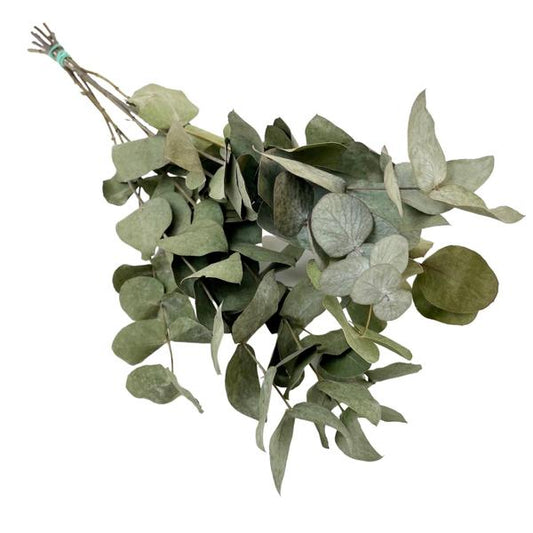 Droogbloemen - Eucalyptus Cinerea - 6 bosjes - ?50cm