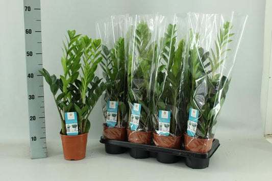 Zamioculcas 14cm - Ø14cm - ?65cm