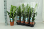 Zamioculcas 14cm - Ø14cm - ?65cm