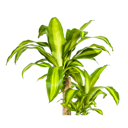 Dracaena Fragrans Massangeana Ø19cm - ?80cm