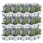 12 x 6er set Lavendel angustifolia - 72 x Ø7 cm - ↕15 cm