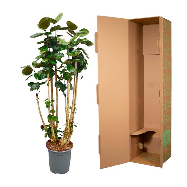Polysicas Fabian XXL - 160 cm - ?30
