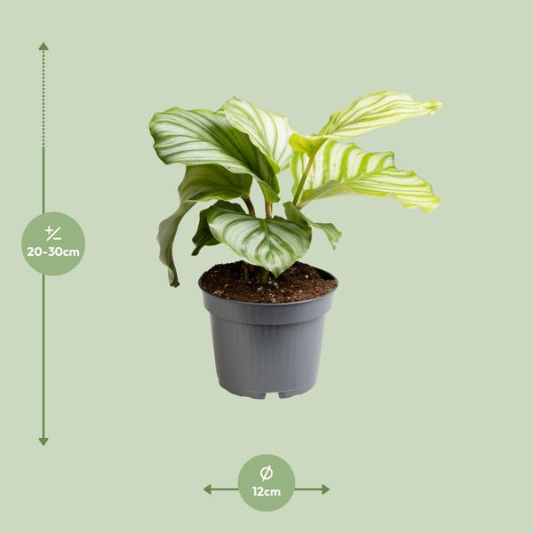 Calathea Orbifolia - Ø12cm - ?25cm
