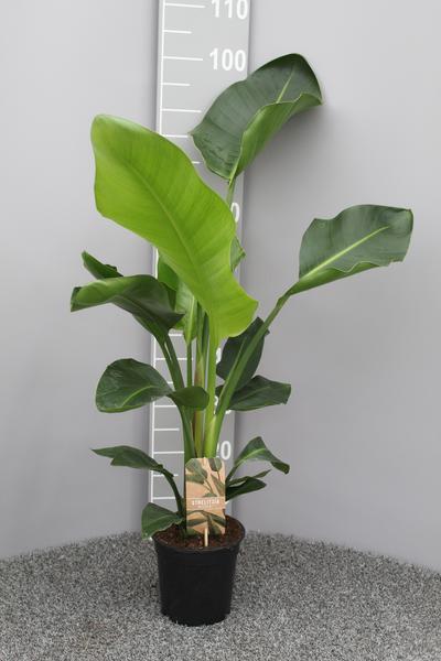 Strelitzia Nicolai P17 2pp - Ø17cm - ?70cm