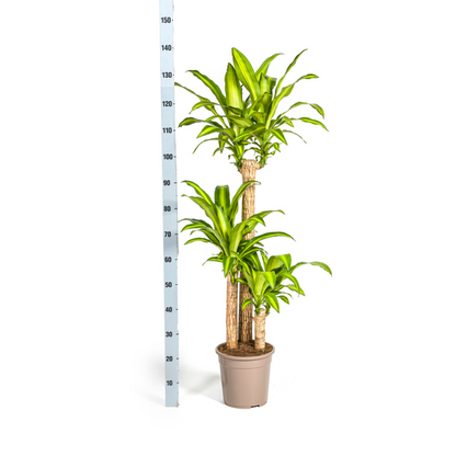 Dracaena Fragrans Massangeana Ø24cm - ?140cm