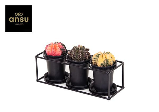 Cactus Trio In Design Frame - Ø25cm - ?12cm