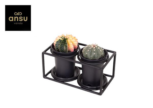 Cactus Duo In Design Frame - Ø17cm - ?12cm
