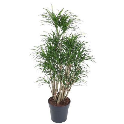Dracaena Anita vertakt - 160 cm - ø31