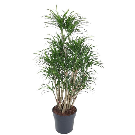Dracaena Anita vertakt - 160 cm - ø31